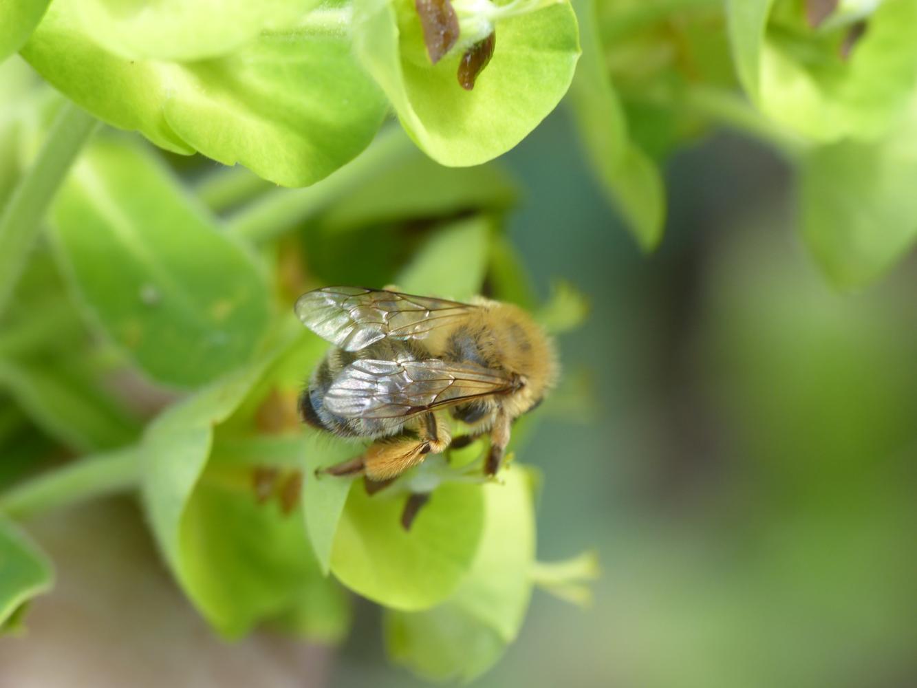 Dasypoda o Andrena? Andrena cfr. nigroaenea
